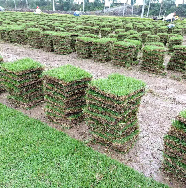 矮生百慕大和果岭草哪个好?百慕大与果岭草区别