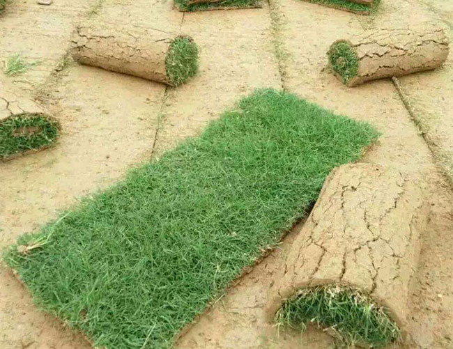 矮生百慕大和果岭草哪个好?百慕大与果岭草区别