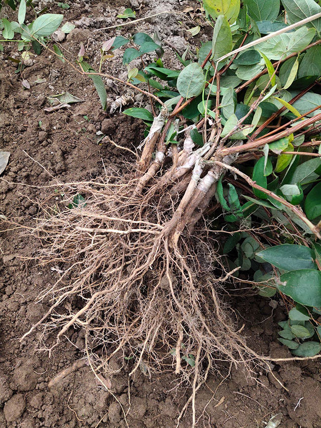 金银花苗多少钱一棵?2020种植金银花一亩利润多少?