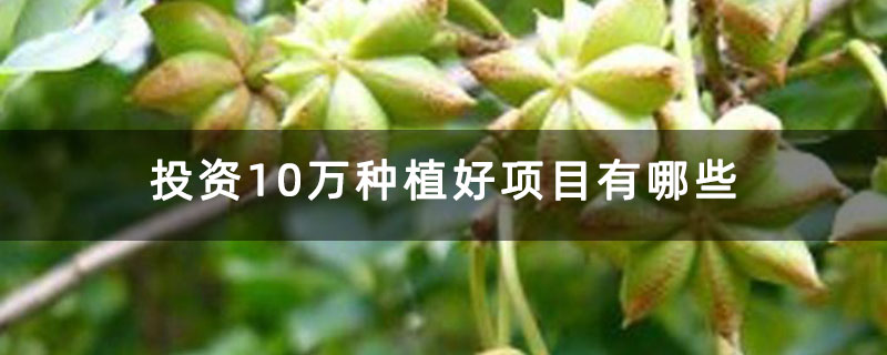 投资10万种植好项目有哪些 投资10万种植好项目有哪些