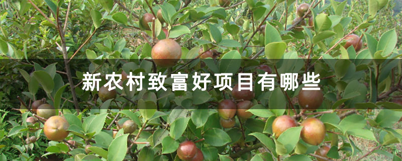 新农村致富好项目有哪些