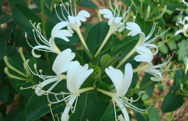 金银花苗多少钱一棵?2020种植金银花一亩利润多少?