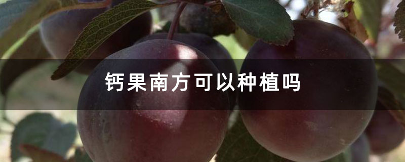 钙果南方可以种植吗 钙果南方可以种植吗