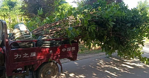 丛生腊梅