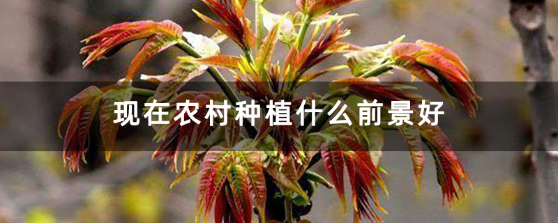 现在农村种植什么前景好