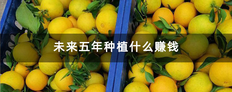 未来五年种植什么赚钱
