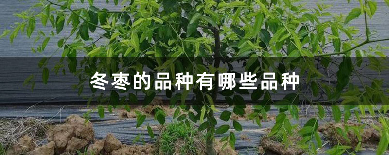 冬枣的品种有哪些品种