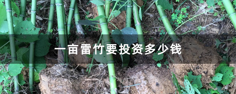 一亩雷竹要投资多少钱