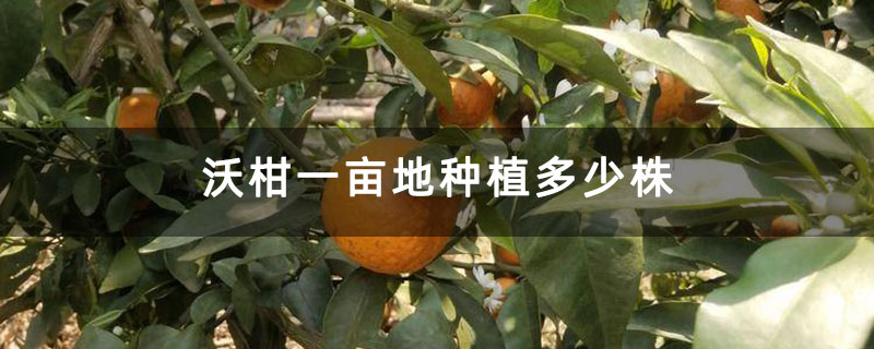 沃柑一亩地种植多少株