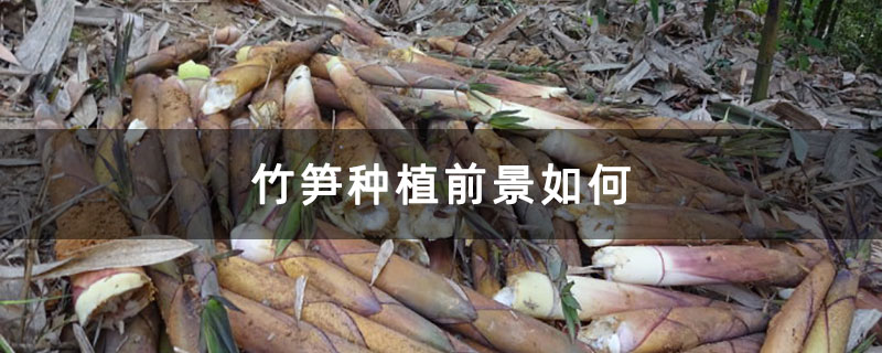 竹笋种植前景如何 竹笋种植前景如何