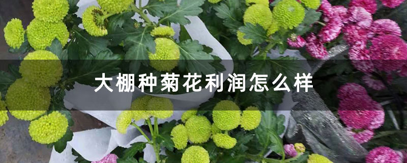 大棚种菊花利润怎么样