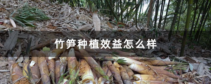 竹笋种植效益怎么样