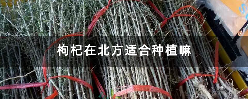 枸杞在北方适合种植嘛
