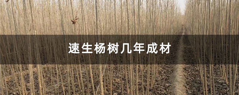 速生杨树几年成材