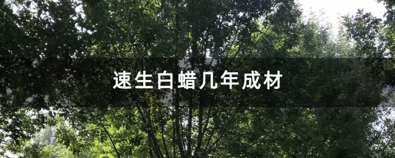 速生白蜡几年成材
