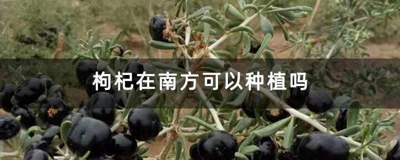 枸杞在南方可以种植吗