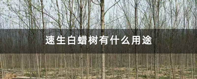 速生白蜡树有什么用途 速生白蜡树有什么用途