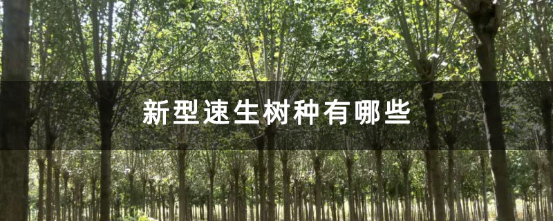 新型速生树种有哪些