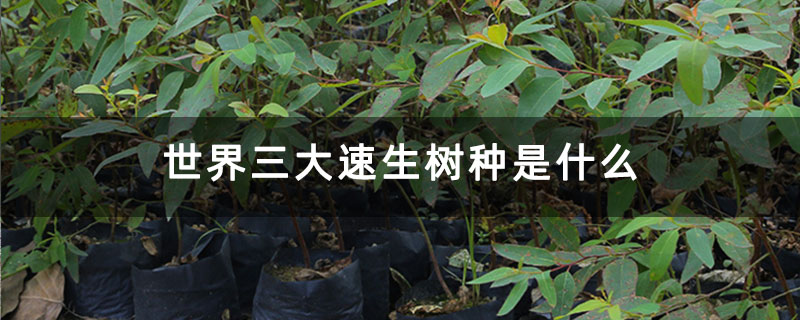世界三大速生树种是什么