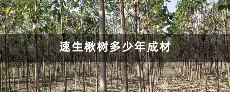 速生楸树多少年成材