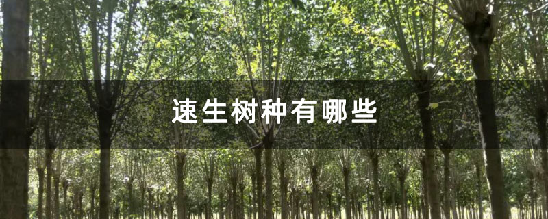 速生树种有哪些