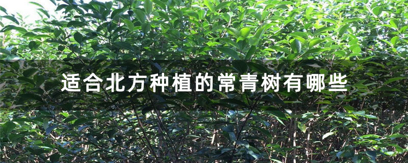 适合北方种植的常青树有哪些 适合北方种植的常青树有哪些