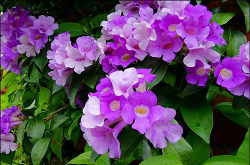 src=http___c-ssl.duitang.com_uploads_item_201304_26_20130426124622_sR2Xm.jpeg&refer=http___c-ssl.duitang_副本.jpg