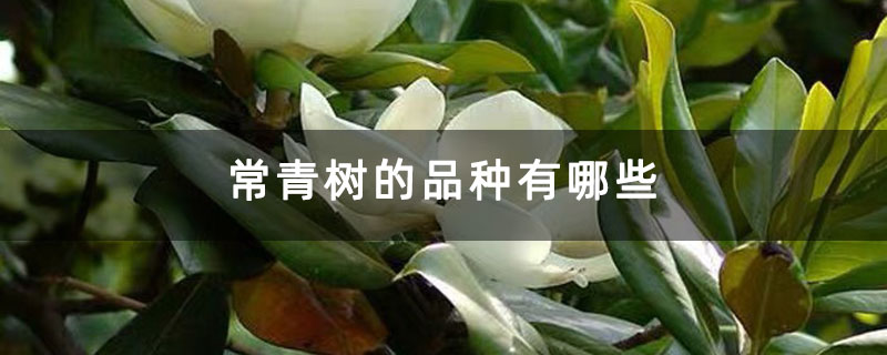 常青树的品种有哪些