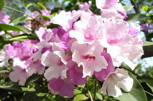 src=http___forum.cnhmsq.com_kindeditor-4.0.5_attached_image_20130516_20130516141049224922.jpg&refer=http___forum.cnhmsq_副本.jpg