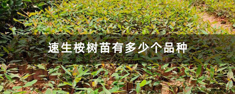 速生桉树苗有多少个品种