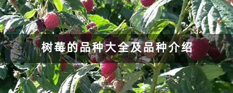 树莓的品种大全及品种介绍