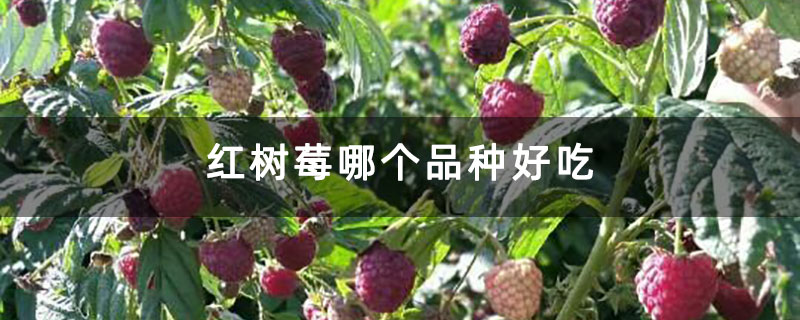 红树莓哪个品种好吃