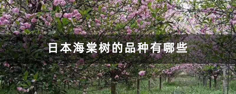 日本海棠树的品种有哪些