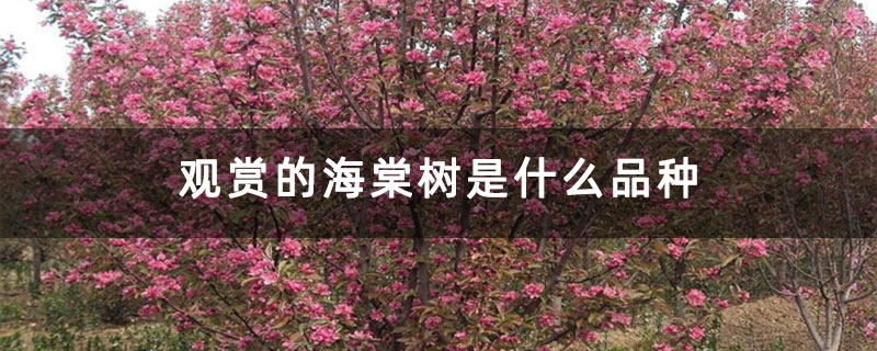 观赏的海棠树是什么品种 观赏的海棠树是什么品种