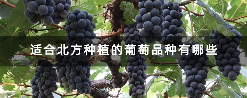 适合北方种植的葡萄品种有哪些 适合北方种植的葡萄品种有哪些