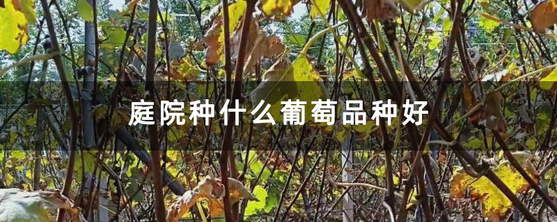 庭院种什么葡萄品种好 庭院种什么葡萄品种好