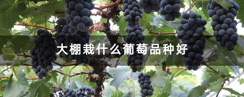 大棚栽什么葡萄品种好