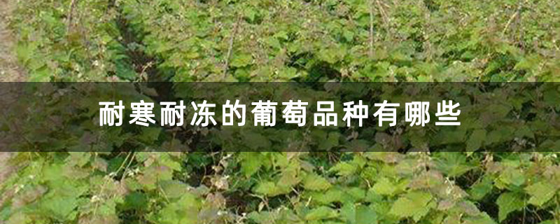 耐寒耐冻的葡萄品种有哪些
