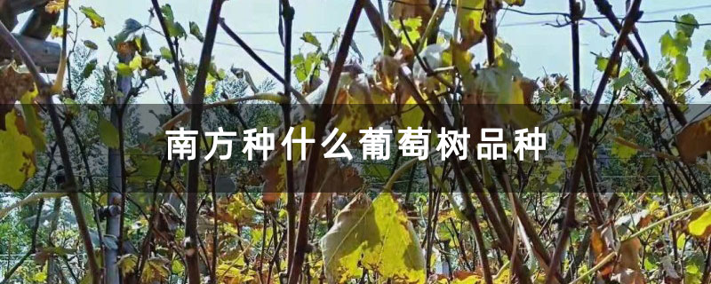 南方种什么葡萄树品种