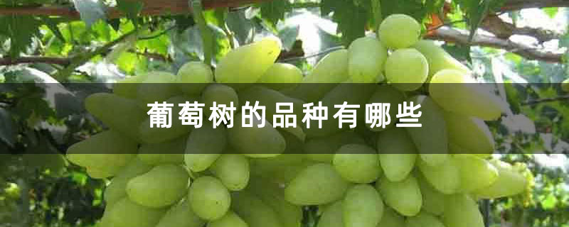 葡萄树的品种有哪些 葡萄树的品种有哪些
