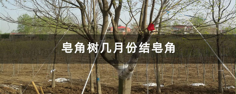 皂角树几月份结皂角