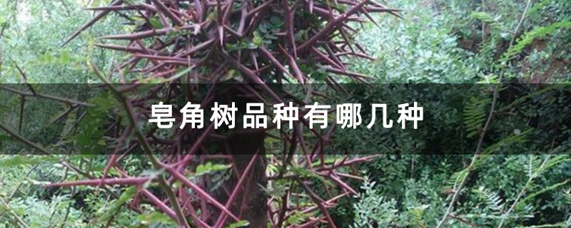 皂角树品种有哪几种