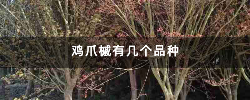 鸡爪槭有几个品种 鸡爪槭有几个品种