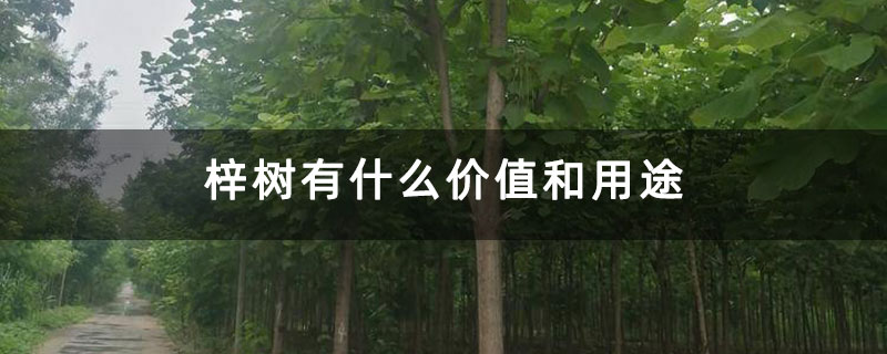 梓树有什么价值和用途 梓树有什么价值和用途