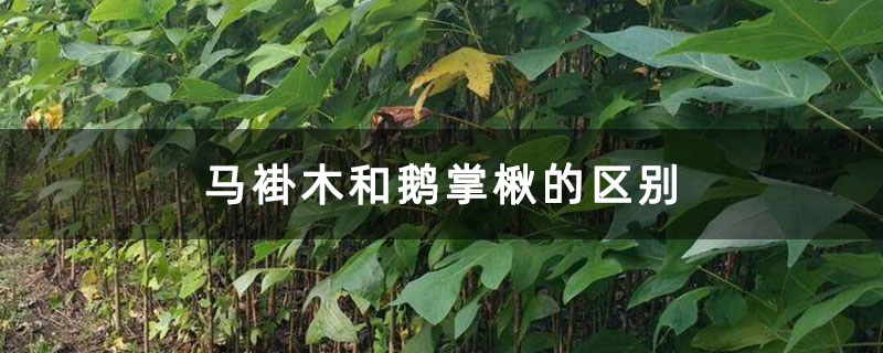 马褂木和鹅掌楸的区别 马褂木和鹅掌楸的区别