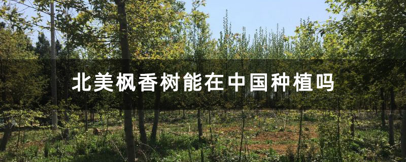 北美枫香树能在中国种植吗