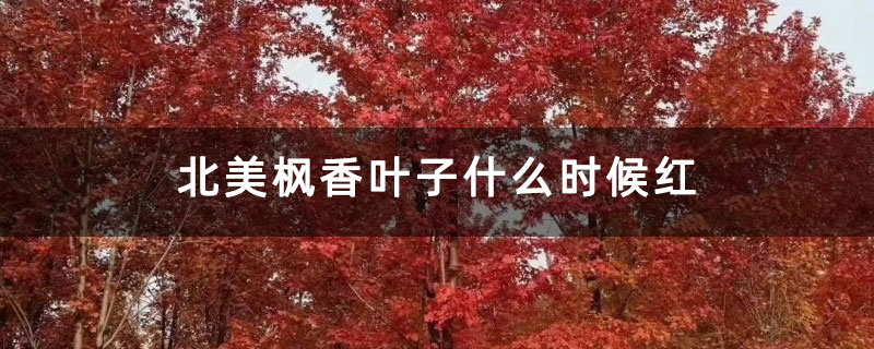 北美枫香叶子什么时候红 北美枫香叶子什么时候红