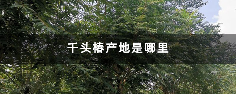 千头椿产地是哪里