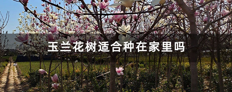 玉兰花树适合种在家里吗 玉兰花树适合种在家里吗