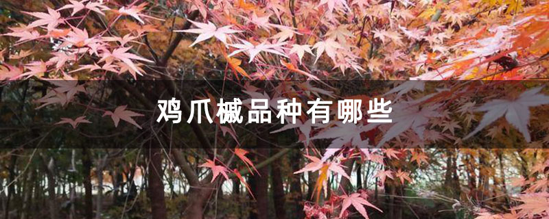 鸡爪槭品种有哪些 鸡爪槭品种有哪些